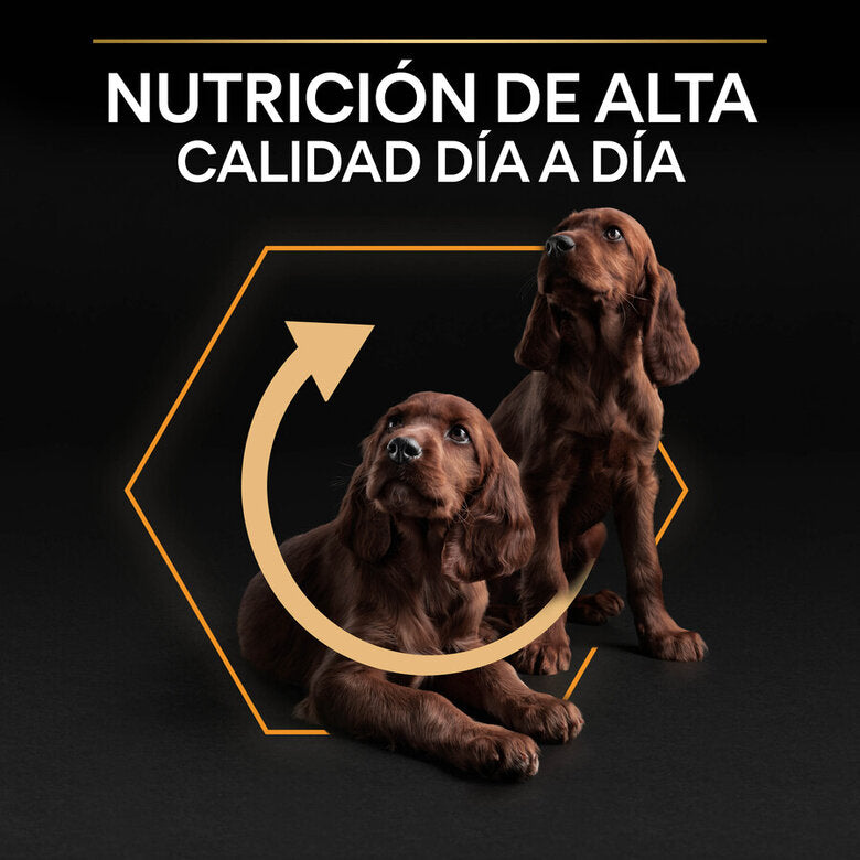 Pro Plan Everyday Nutrition Small & Mini Adult - Ração seca para cão adulto pequeno - Frango