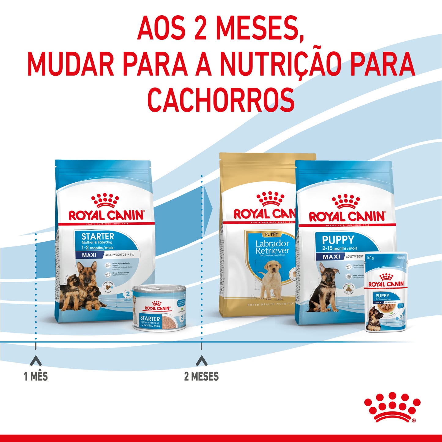 Royal Canin Starter Mother & Babydog Maxi - Ração seca para cadelas gestantes/lactantes e cachorros de porte grande até aos 2 meses