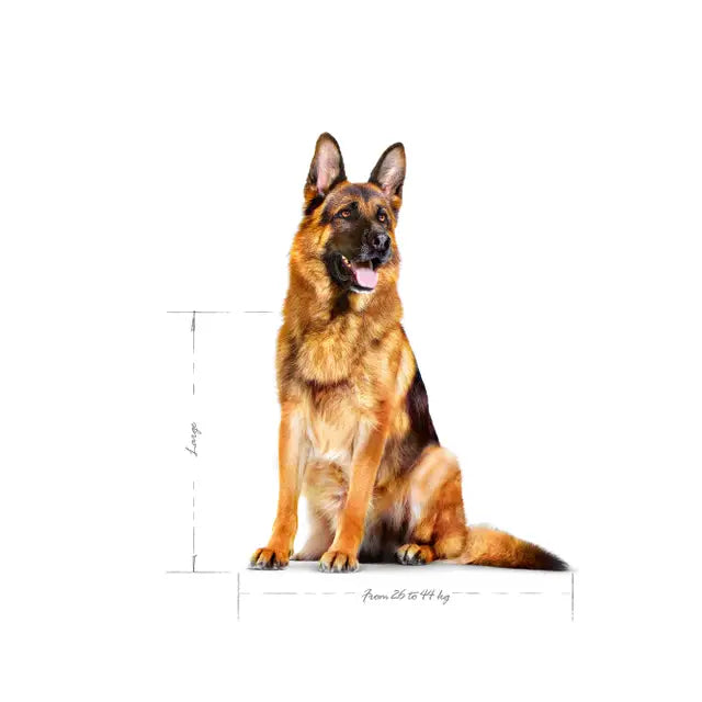 Royal Canin Maxi Adult 5+ - Ração seca para cão de porte grande com mais de 5 anos