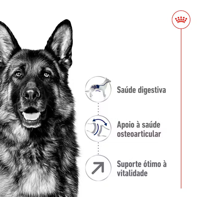 Royal Canin Maxi Adult 5+ - Ração seca para cão de porte grande com mais de 5 anos