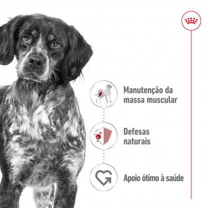 Royal Canin Medium Adult - Alimento húmido para cão de porte médio