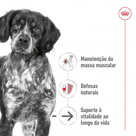Royal Canin Medium Ageing 10+ - Ração seca para cão sénior de porte médio com mais de 10 anos