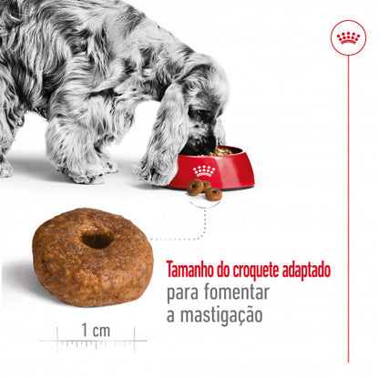 Royal Canin Medium Ageing 10+ - Ração seca para cão sénior de porte médio com mais de 10 anos