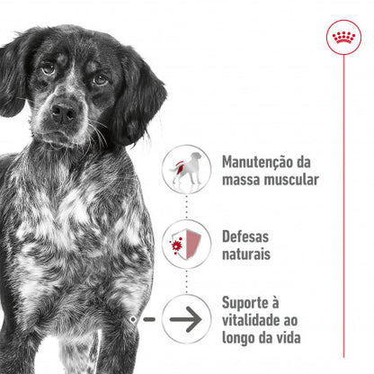 Royal Canin Medium Ageing 7+ - Alimento húmido para cão de porte médio