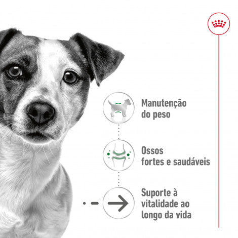 Royal Canin Mini Ageing 12+ - Ração seca para cão sénior de porte pequeno