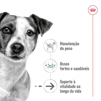 Royal Canin Mini Ageing 12+ - Ração seca para cão sénior de porte pequeno