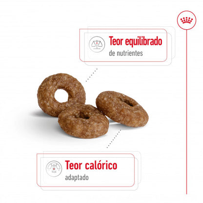 Royal Canin Mini Ageing 12+ - Ração seca para cão sénior de porte pequeno