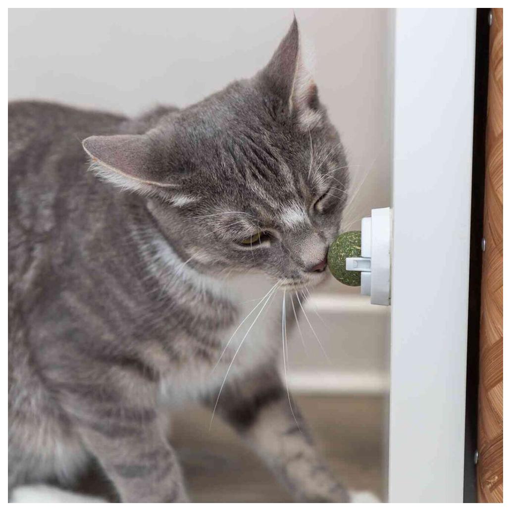 Bola de catnip com suporte para gatos