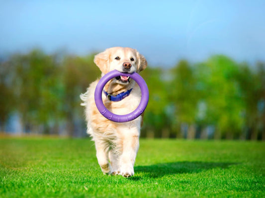 Anéis de borracha para cães - Dog Puller Fitness Tool