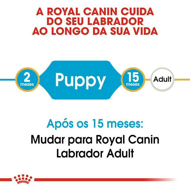 Royal Canin Labrador Retriever Puppy - Ração seca para cachorro de raça