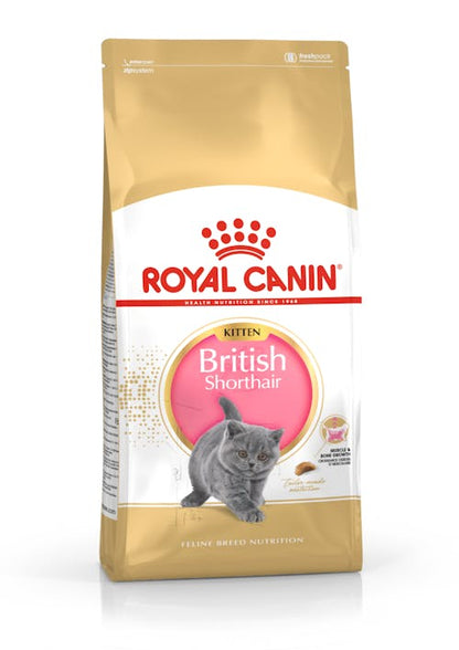 Royal Canin British Shorthair Kitten - Ração seca para gatinhos de raça