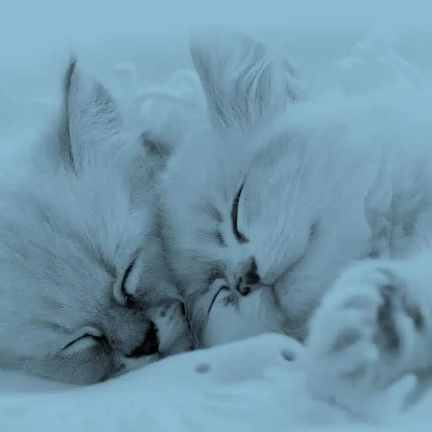 Fonte de aço inoxidável Catit PIXI