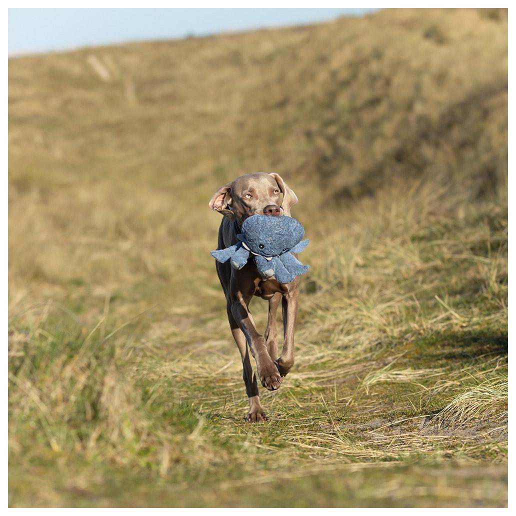 Peluche Polvo para cães - Trixie