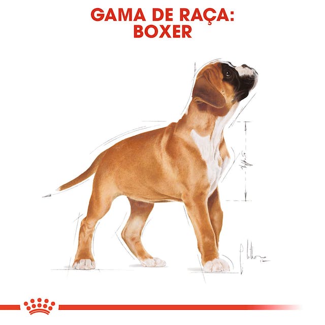 Royal Canin Boxer Puppy - Ração seca para cachorro de raça
