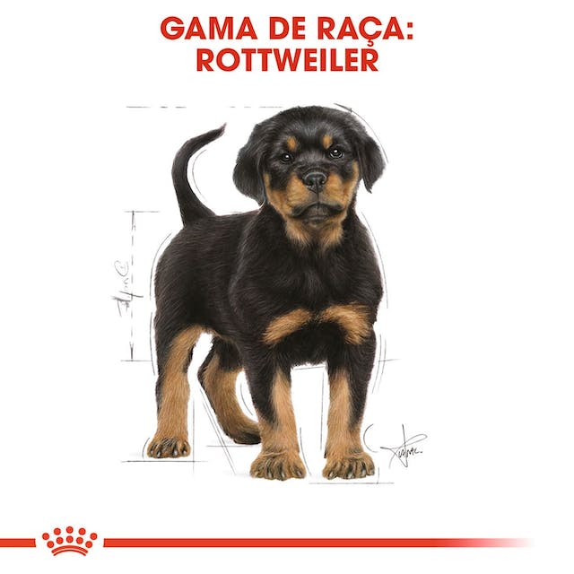 Royal Canin Rottweiler Puppy - Ração seca para cachorro de raça