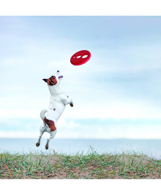 ROGZ DOG BRINQUEDO FETCH RFO