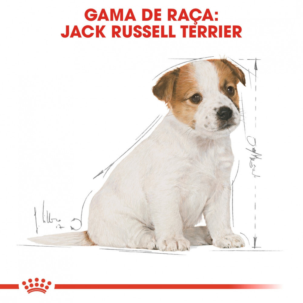 Royal Canin Jack Russell Puppy - Ração seca para cachorro de raça