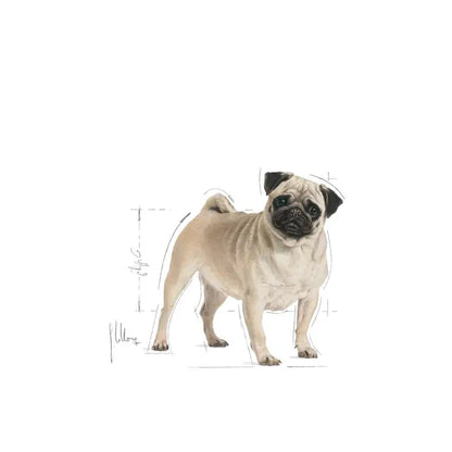 Royal Canin Pug Adult - Ração seca para cão de raça