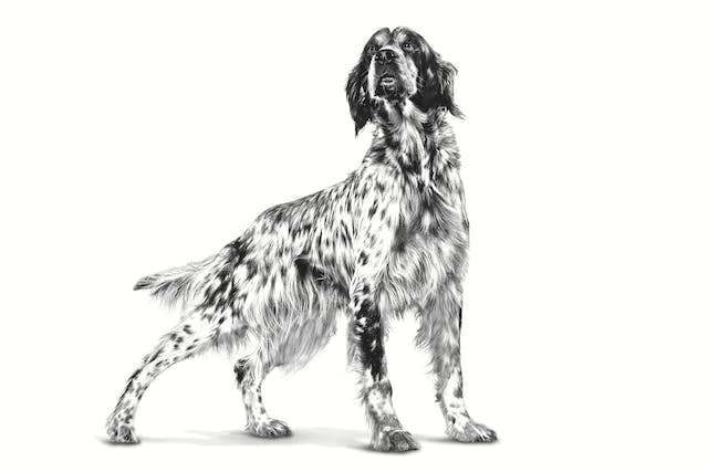 Royal Canin VET Urinary U/C - Ração seca para cão com problemas urinários